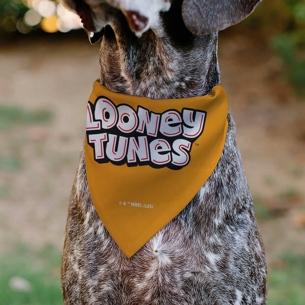 Pet Bandana - LOONEY TUNES Five Character Target Pose Orange Pet Bandanas Looney Tunes