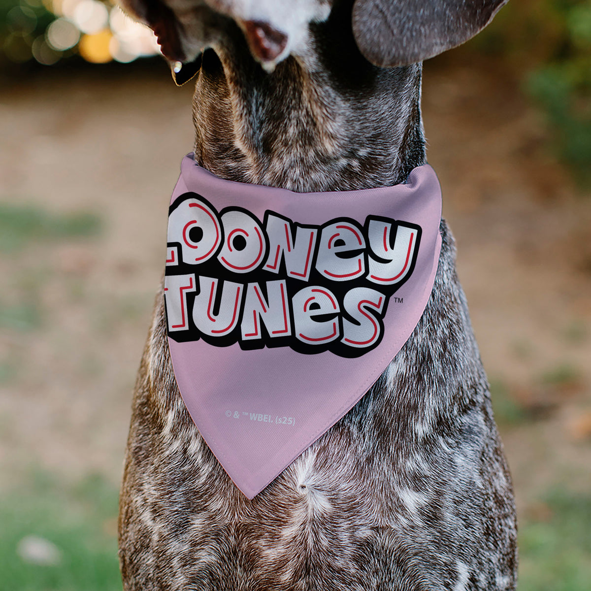 Pet Bandana - Daffy Duck YOU'RE A GEM Heart Pose and Title Logo Pink Pet Bandanas Looney Tunes