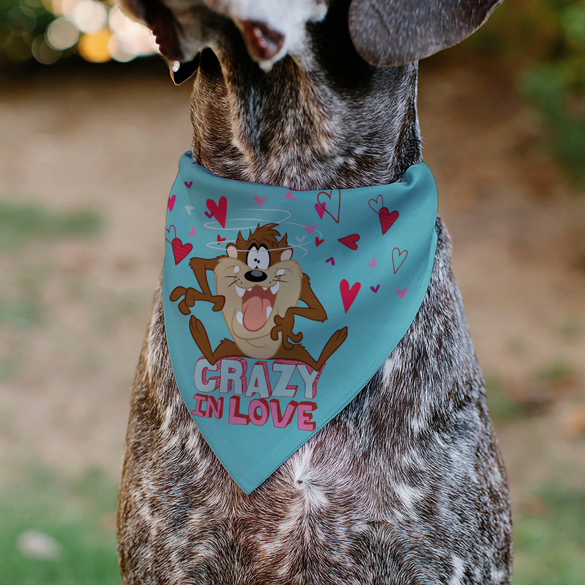 Pet Bandana - Taz Tasmanian Devil CRAZY IN LOVE Heart Pose and Title Logo Blue Pet Bandanas Looney Tunes