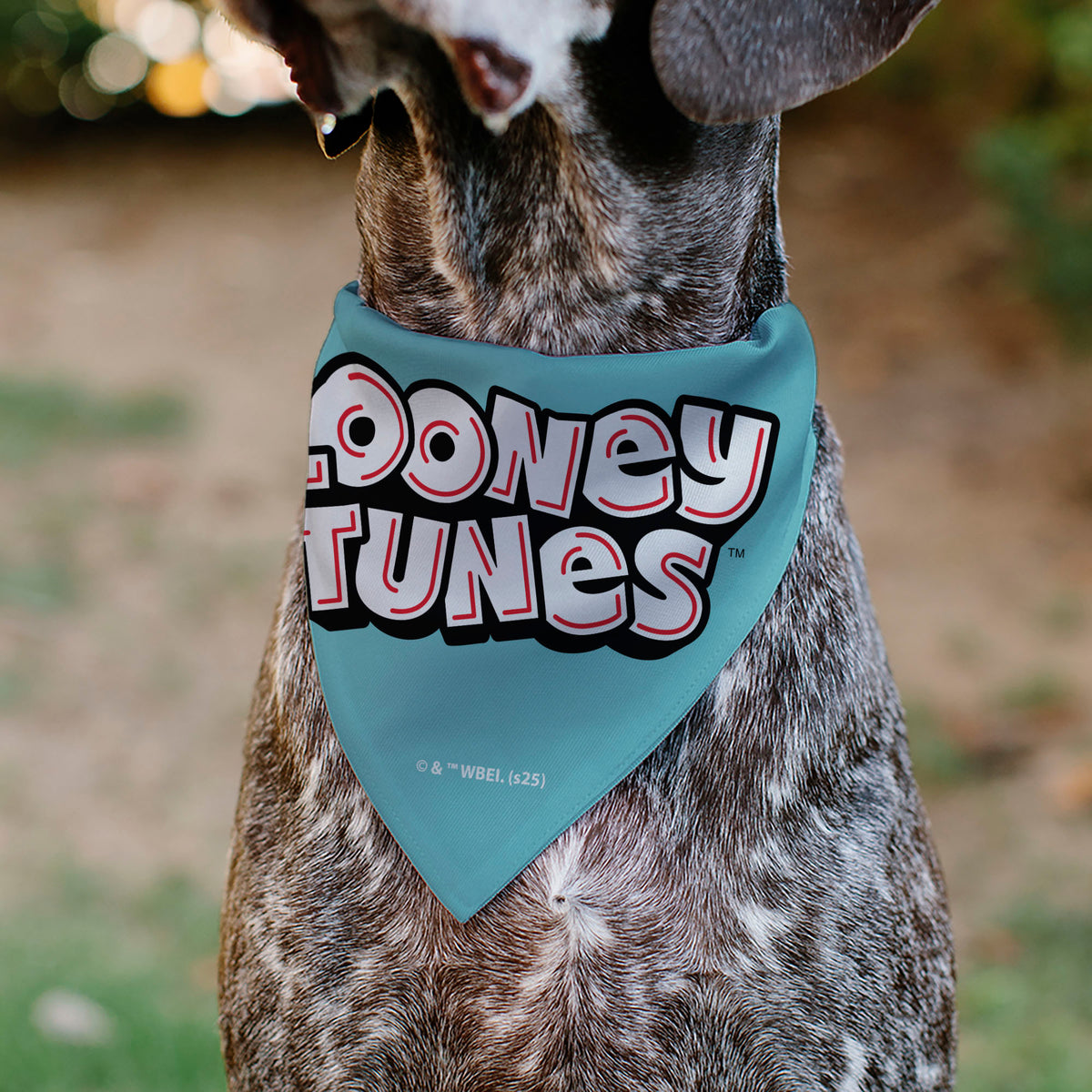 Pet Bandana - Taz Tasmanian Devil CRAZY IN LOVE Heart Pose and Title Logo Blue Pet Bandanas Looney Tunes