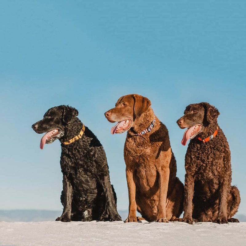 Three dogs sitting on a sandy beach with a clear blue sky.